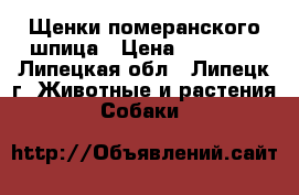 Щенки померанского шпица › Цена ­ 25 000 - Липецкая обл., Липецк г. Животные и растения » Собаки   